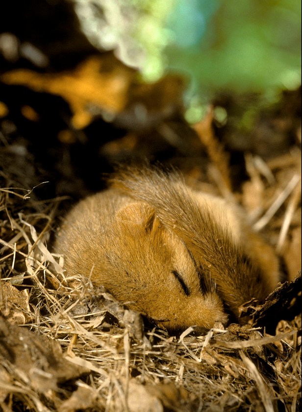 dormouse