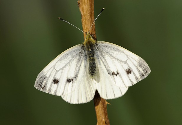 Green-veined White - Pieris napi