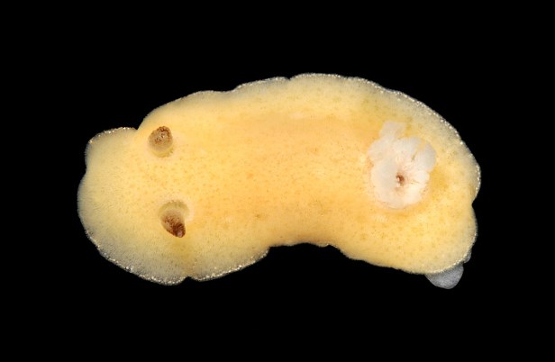 jorunna tomentosa