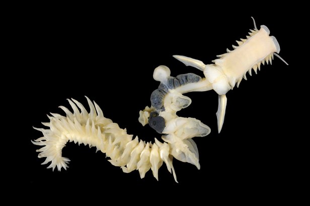parchment worm