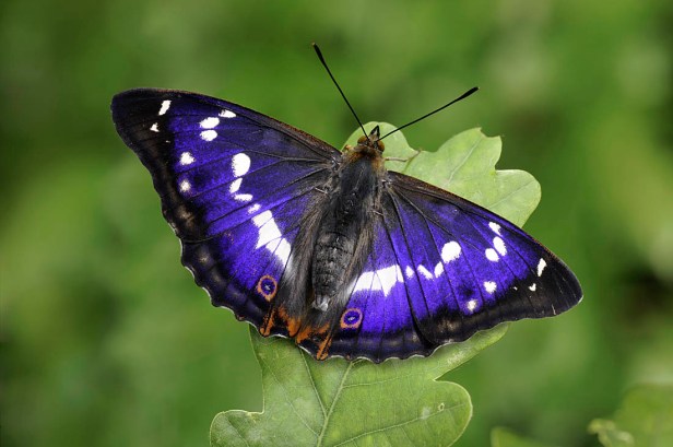 purple emperor