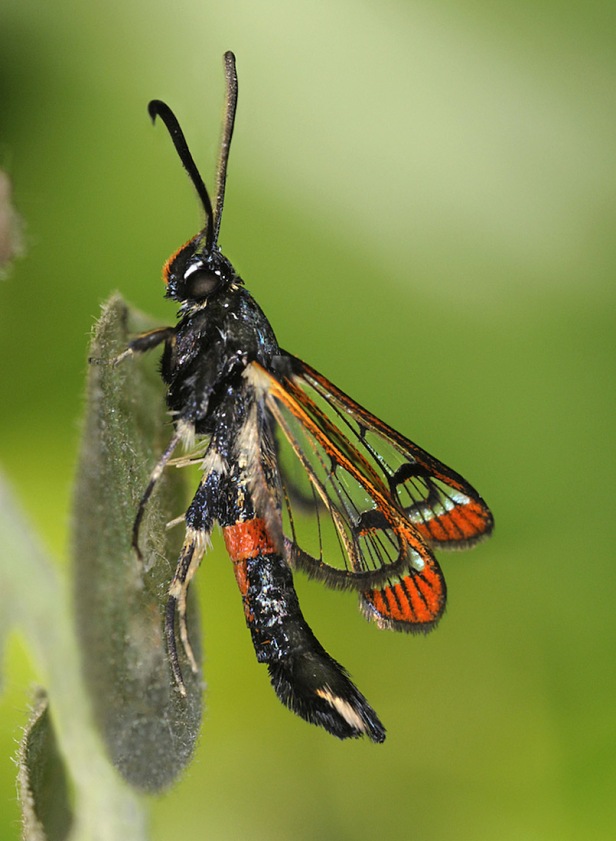 Red Tipped Clearwing - Synanthedon formicaeformis