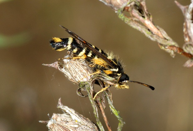 Six-belted Clearwing - Bembecia ichneumoniformis