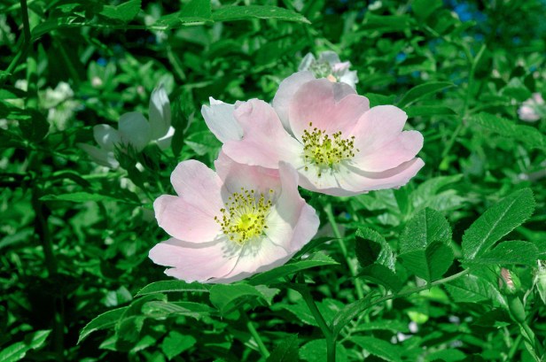 Dog Rose - Rosa canina