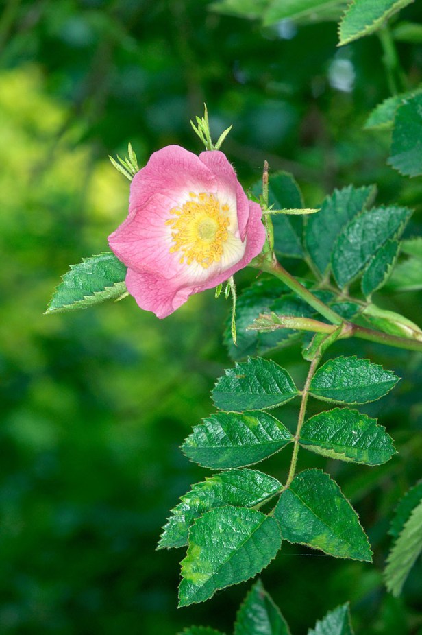 Sweet Briar - Rosa rubiginosa