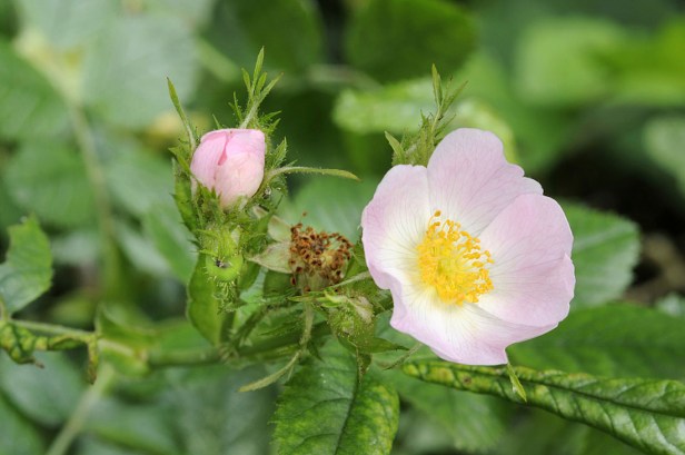 Small Flowered Sweet Briar - Rosa micrantha
