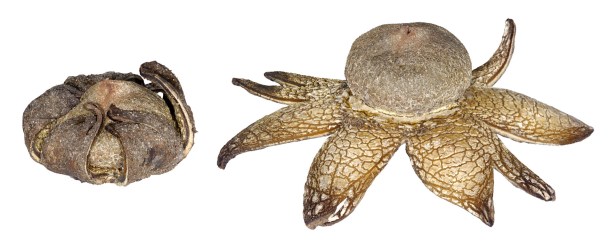 Barometer Earthstar - Astraeus hygrometricus