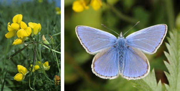 Birdsfoot Trefoil - Lotus corniculatus