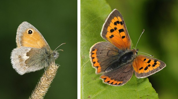 Small Heath - Coenonympha pamphilus