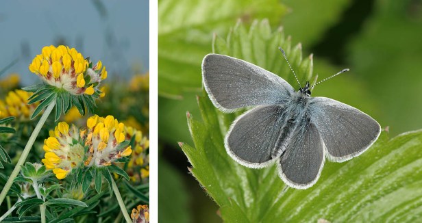 Small Blue - Cupido minimus