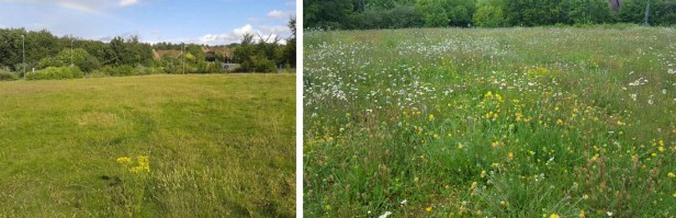 St Marks Meadow July 11 2014 Small (2)