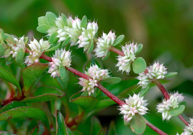 Coral Necklace - Illecebrum verticillatum