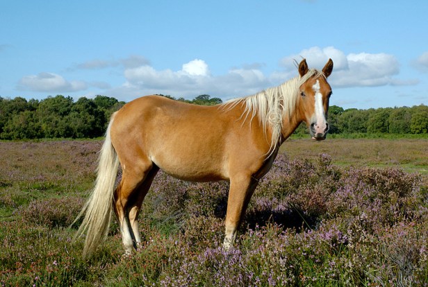 New Forest Pony - Equus ferus caballus