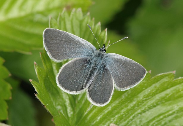 Small Blue - Cupido minimus