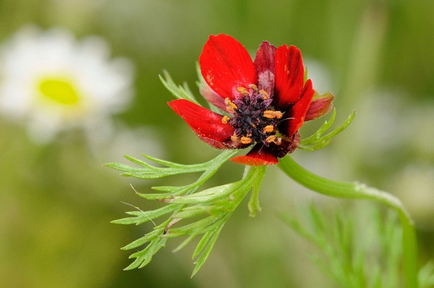 Pheasant's-eye - Adonis annua