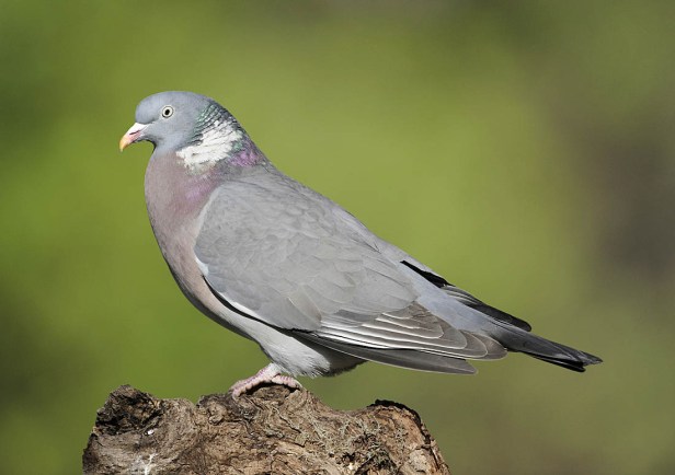 Woodpigeon - Columba palumbus