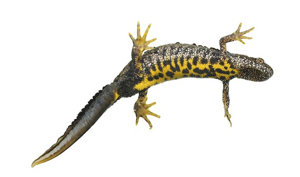 great crested newt - Triturus cristatus