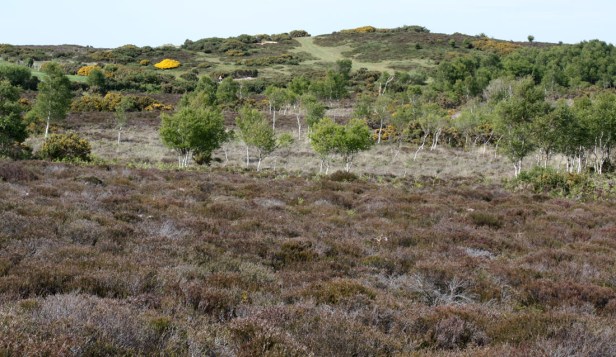 photo 5 - heathland (002)