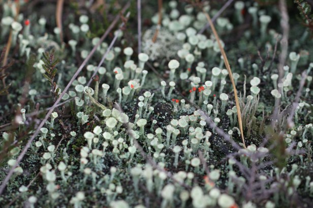 Photo 8 - cladonia